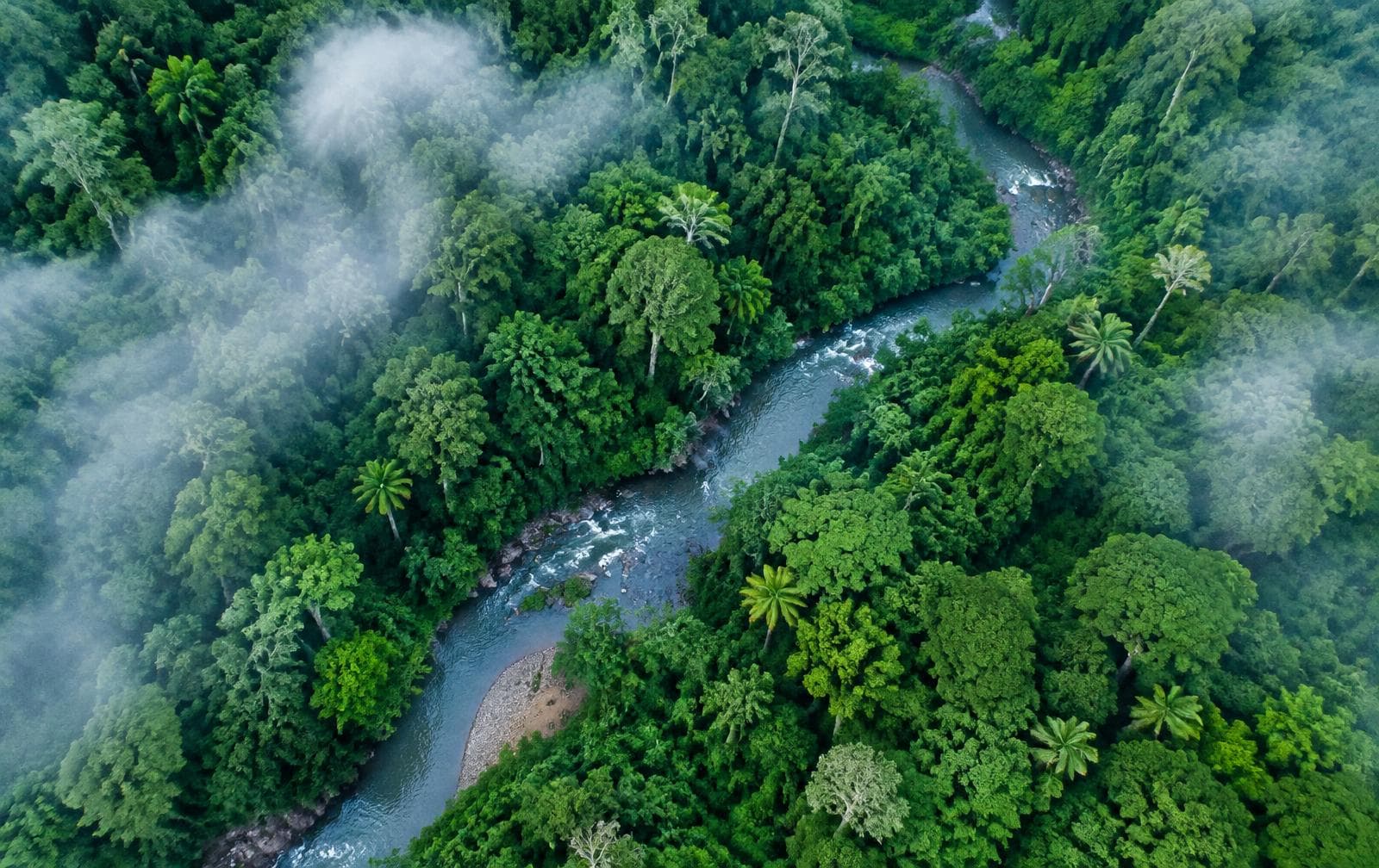Vista aérea de un bosque andino atravesado por un río